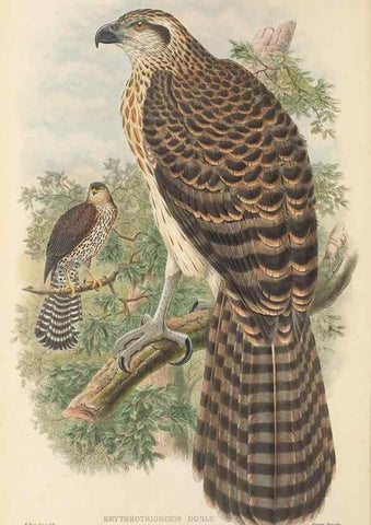 Reproducción/Reproduction 48765877831: The birds of New Guinea and the adjacent Papuan islands. London :Henry Sotheran & Co.,1875-1888.. 