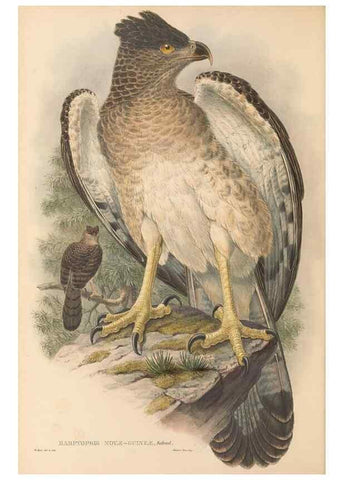 Reproducción/Reproduction 48765547553: The birds of New Guinea and the adjacent Papuan islands. London :Henry Sotheran & Co.,1875-1888.. 