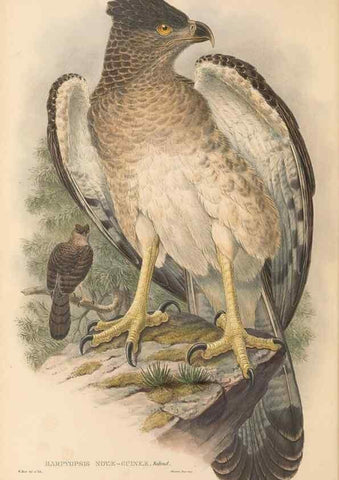 Reproducción/Reproduction 48765547553: The birds of New Guinea and the adjacent Papuan islands. London :Henry Sotheran & Co.,1875-1888.. 