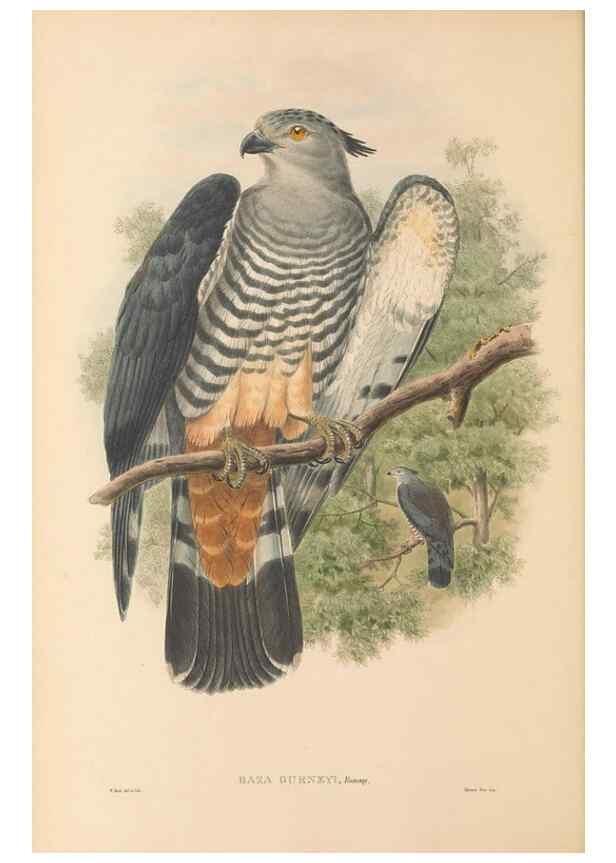 Reproducción/Reproduction 48765547913: The birds of New Guinea and the adjacent Papuan islands. London :Henry Sotheran & Co.,1875-1888.. 