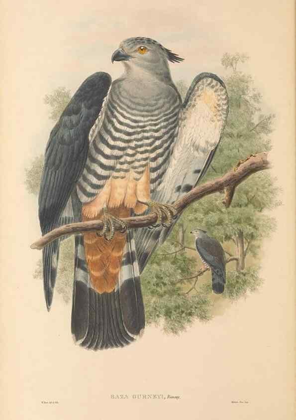 Reproducción/Reproduction 48765547913: The birds of New Guinea and the adjacent Papuan islands. London :Henry Sotheran & Co.,1875-1888.. 