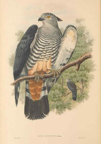 Reproducción/Reproduction 48765547913: The birds of New Guinea and the adjacent Papuan islands. London :Henry Sotheran & Co.,1875-1888.. 