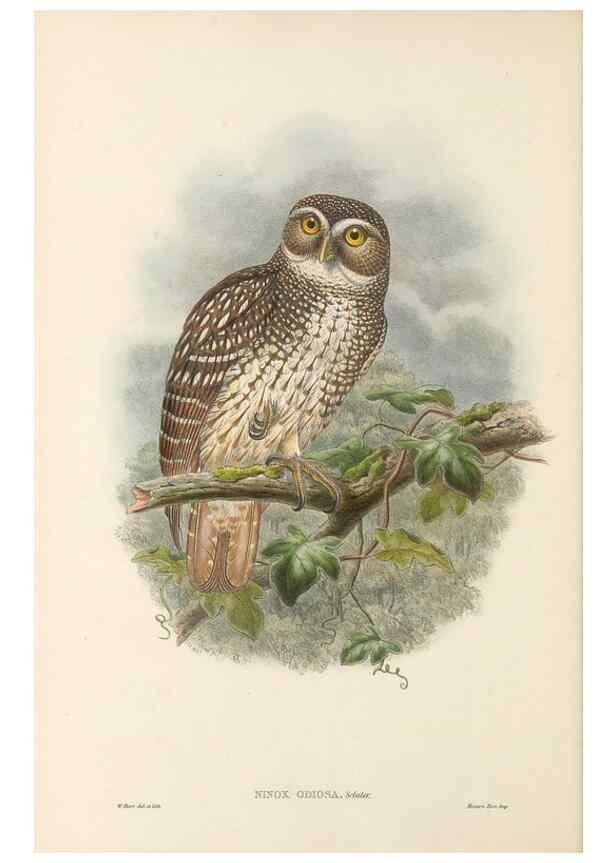 Reproducción/Reproduction 48766079402: The birds of New Guinea and the adjacent Papuan islands. London :Henry Sotheran & Co.,1875-1888.. 