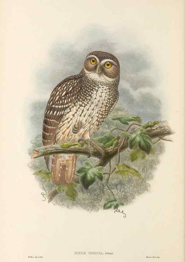 Reproducción/Reproduction 48766079402: The birds of New Guinea and the adjacent Papuan islands. London :Henry Sotheran & Co.,1875-1888.. 