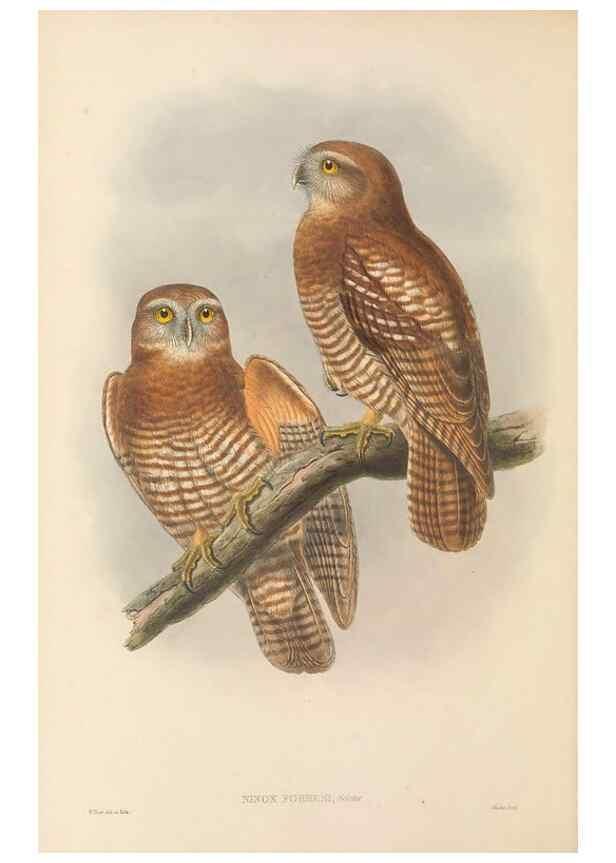 Reproducción/Reproduction 48765548733: The birds of New Guinea and the adjacent Papuan islands. London :Henry Sotheran & Co.,1875-1888.. 