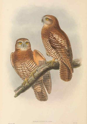 Reproducción/Reproduction 48765548733: The birds of New Guinea and the adjacent Papuan islands. London :Henry Sotheran & Co.,1875-1888.. 