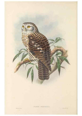 Reproducción/Reproduction 48765549088: The birds of New Guinea and the adjacent Papuan islands. London :Henry Sotheran & Co.,1875-1888.. 