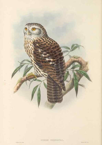 Reproducción/Reproduction 48765549088: The birds of New Guinea and the adjacent Papuan islands. London :Henry Sotheran & Co.,1875-1888.. 