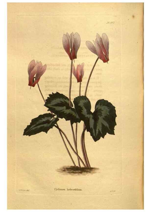 Reproducción/Reproduction 48755533461: The botanical cabinet. London :John & Arthur Arch ...,1817-1833.. 