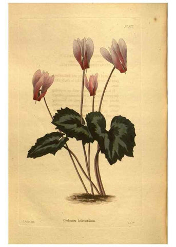 Reproducción/Reproduction 48755533461: The botanical cabinet. London :John & Arthur Arch ...,1817-1833.. 