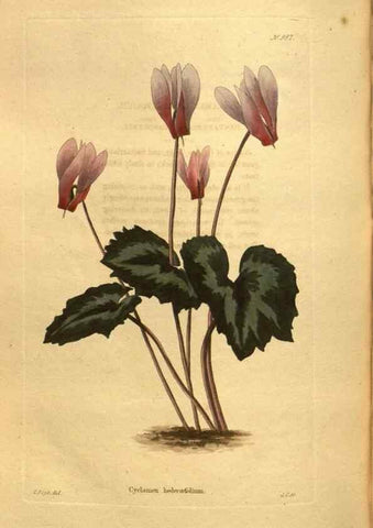 Reproducción/Reproduction 48755533461: The botanical cabinet. London :John & Arthur Arch ...,1817-1833.. 