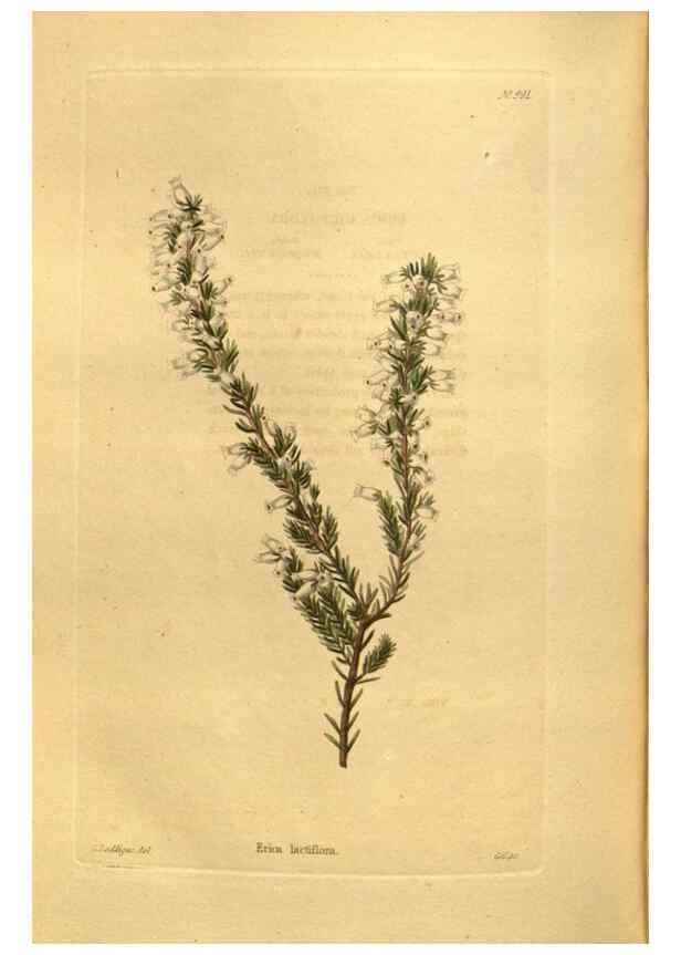 Reproducción/Reproduction 48755533066: The botanical cabinet. London :John & Arthur Arch ...,1817-1833.. 
