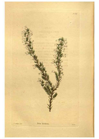 Reproducción/Reproduction 48755533066: The botanical cabinet. London :John & Arthur Arch ...,1817-1833.. 