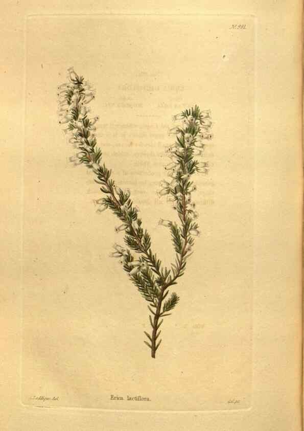 Reproducción/Reproduction 48755533066: The botanical cabinet. London :John & Arthur Arch ...,1817-1833.. 