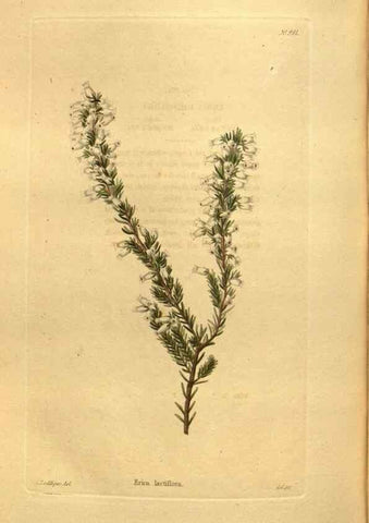 Reproducción/Reproduction 48755533066: The botanical cabinet. London :John & Arthur Arch ...,1817-1833.. 