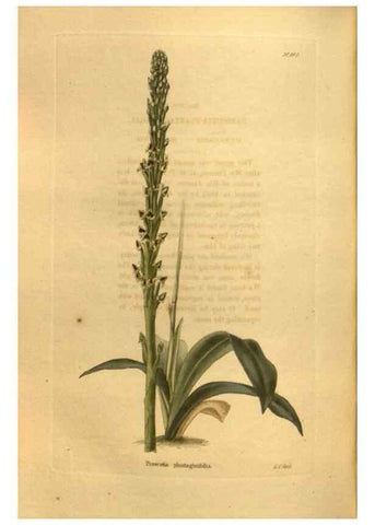 Reproducción/Reproduction 48755728942: The botanical cabinet. London :John & Arthur Arch ...,1817-1833.. 