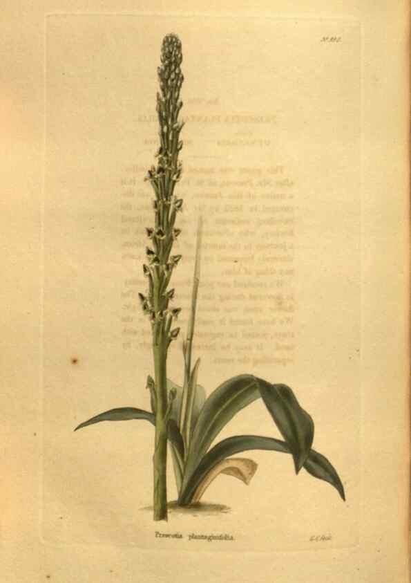 Reproducción/Reproduction 48755728942: The botanical cabinet. London :John & Arthur Arch ...,1817-1833.. 