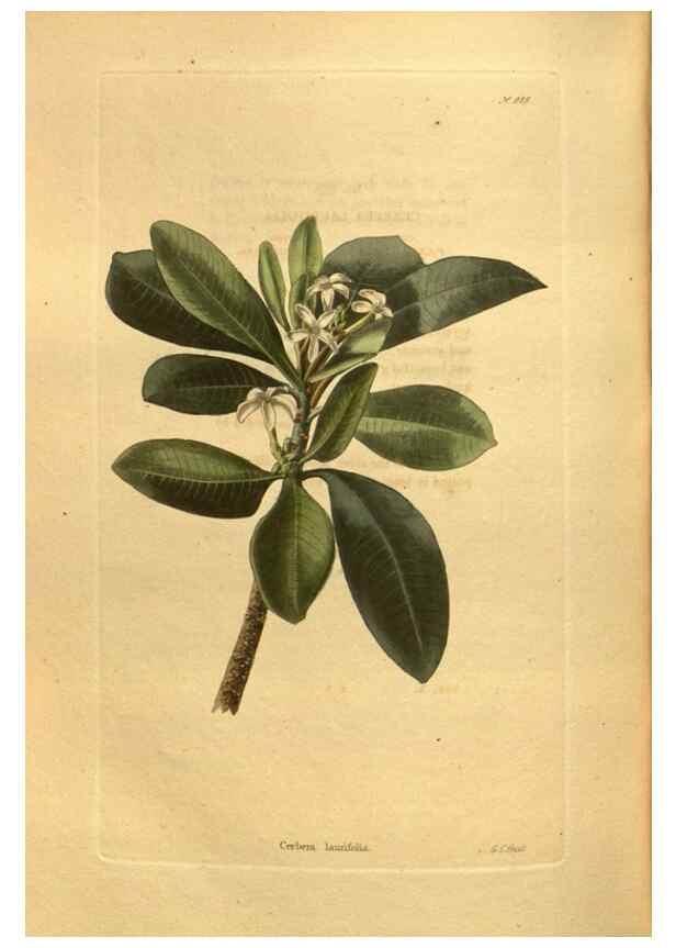 Reproducción/Reproduction 48755213033: The botanical cabinet. London :John & Arthur Arch ...,1817-1833.. 