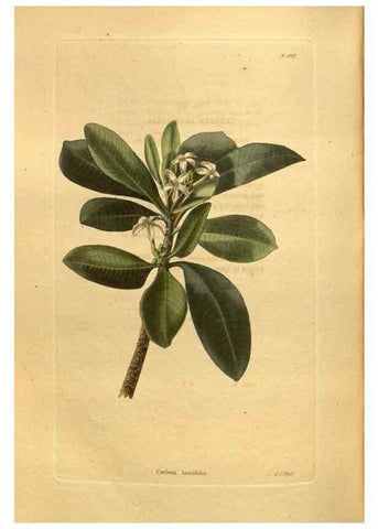 Reproducción/Reproduction 48755213033: The botanical cabinet. London :John & Arthur Arch ...,1817-1833.. 