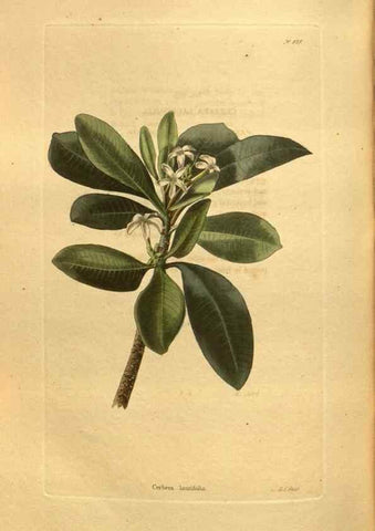 Reproducción/Reproduction 48755213033: The botanical cabinet. London :John & Arthur Arch ...,1817-1833.. 