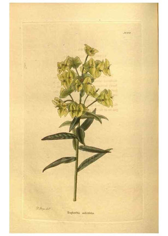 Reproducción/Reproduction 48755721127: The botanical cabinet. London :John & Arthur Arch ...,1817-1833.. 