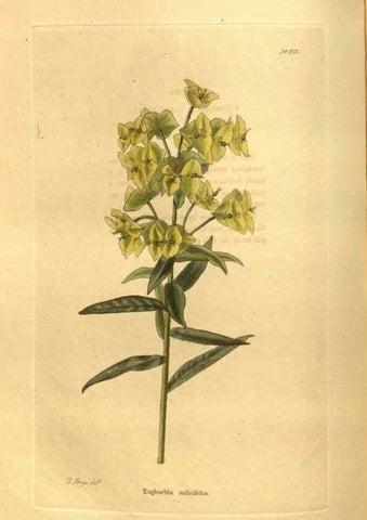 Reproducción/Reproduction 48755721127: The botanical cabinet. London :John & Arthur Arch ...,1817-1833.. 