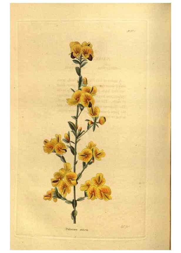 Reproducción/Reproduction 48755721537: The botanical cabinet. London :John & Arthur Arch ...,1817-1833.. 