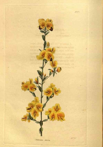 Reproducción/Reproduction 48755721537: The botanical cabinet. London :John & Arthur Arch ...,1817-1833.. 