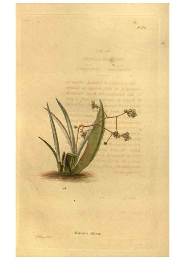 Reproducción/Reproduction 48755721992: The botanical cabinet. London :John & Arthur Arch ...,1817-1833.. 