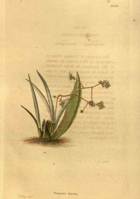 Reproducción/Reproduction 48755721992: The botanical cabinet. London :John & Arthur Arch ...,1817-1833.. 