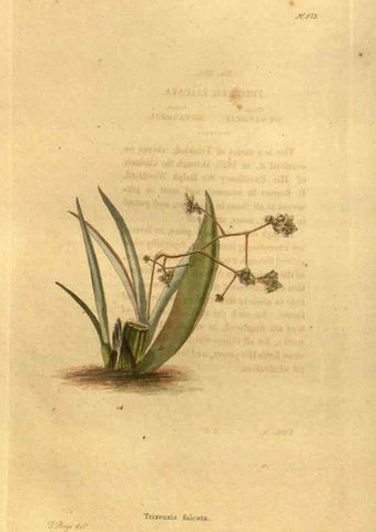 Reproducción/Reproduction 48755721992: The botanical cabinet. London :John & Arthur Arch ...,1817-1833.. 