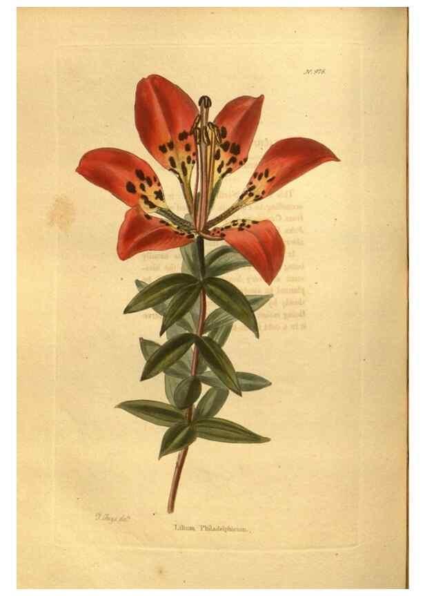 Reproducción/Reproduction 48755722562: The botanical cabinet. London :John & Arthur Arch ...,1817-1833.. 