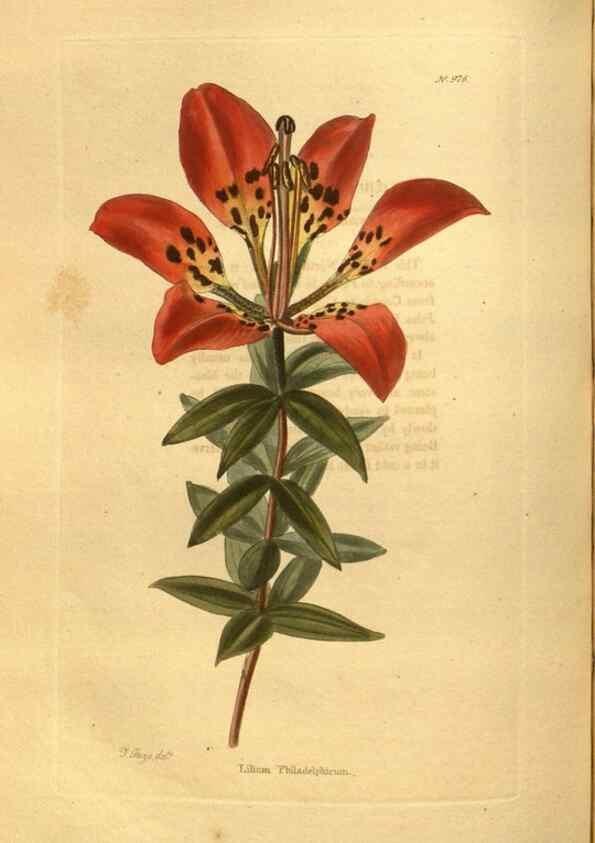 Reproducción/Reproduction 48755722562: The botanical cabinet. London :John & Arthur Arch ...,1817-1833.. 