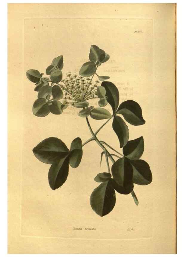 Reproducción/Reproduction 48755526846: The botanical cabinet. London :John & Arthur Arch ...,1817-1833.. 
