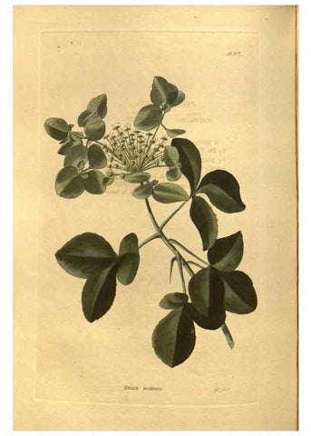 Reproducción/Reproduction 48755526846: The botanical cabinet. London :John & Arthur Arch ...,1817-1833.. 
