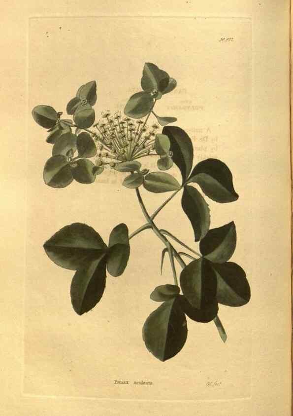 Reproducción/Reproduction 48755526846: The botanical cabinet. London :John & Arthur Arch ...,1817-1833.. 