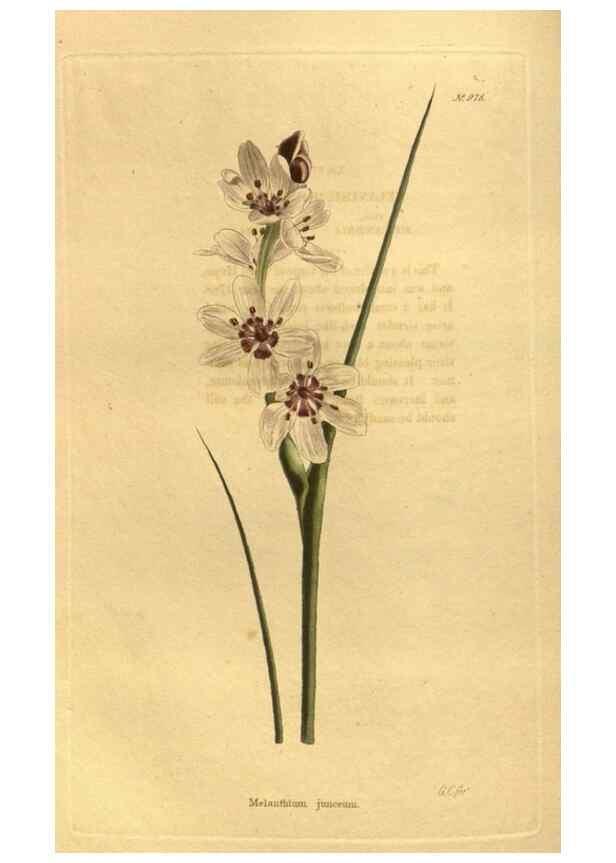 Reproducción/Reproduction 48755527251: The botanical cabinet. London :John & Arthur Arch ...,1817-1833.. 