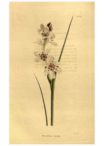 Reproducción/Reproduction 48755527251: The botanical cabinet. London :John & Arthur Arch ...,1817-1833.. 