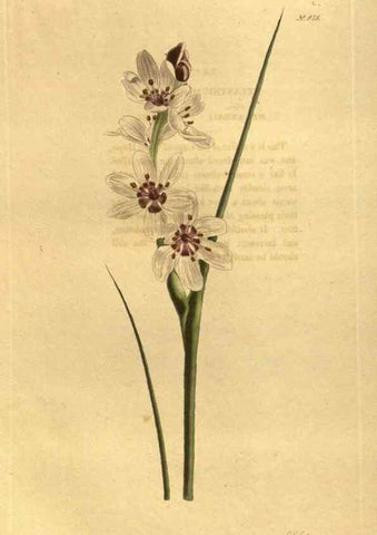 Reproducción/Reproduction 48755527251: The botanical cabinet. London :John & Arthur Arch ...,1817-1833.. 