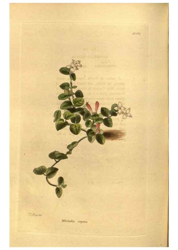Reproducción/Reproduction 48755527716: The botanical cabinet. London :John & Arthur Arch ...,1817-1833.. 