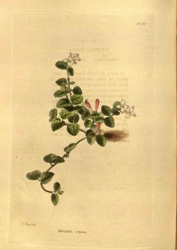 Reproducción/Reproduction 48755527716: The botanical cabinet. London :John & Arthur Arch ...,1817-1833.. 
