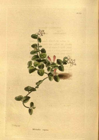 Reproducción/Reproduction 48755527716: The botanical cabinet. London :John & Arthur Arch ...,1817-1833.. 