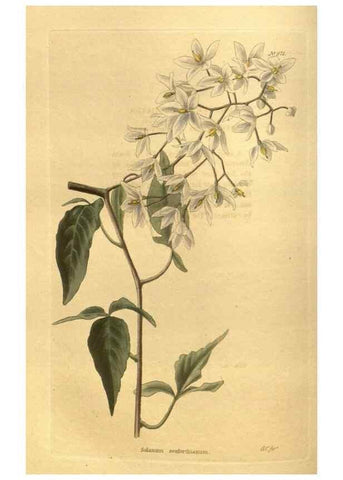Reproducción/Reproduction 48755720147: The botanical cabinet. London :John & Arthur Arch ...,1817-1833.. 