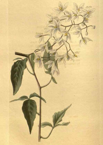 Reproducción/Reproduction 48755720147: The botanical cabinet. London :John & Arthur Arch ...,1817-1833.. 