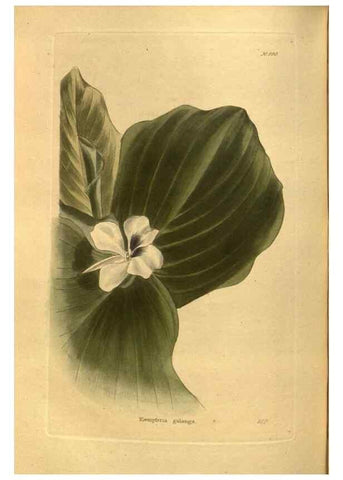 Reproducción/Reproduction 48755208848: The botanical cabinet. London :John & Arthur Arch ...,1817-1833.. 