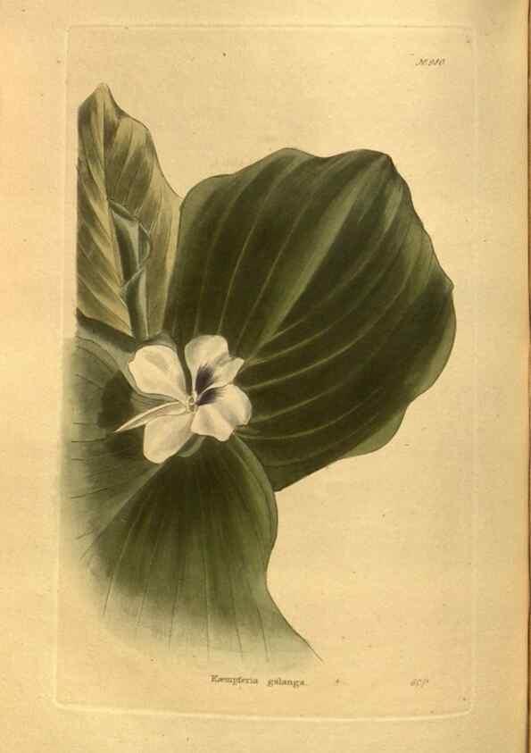 Reproducción/Reproduction 48755208848: The botanical cabinet. London :John & Arthur Arch ...,1817-1833.. 