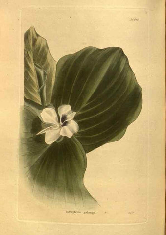 Reproducción/Reproduction 48755208848: The botanical cabinet. London :John & Arthur Arch ...,1817-1833.. 