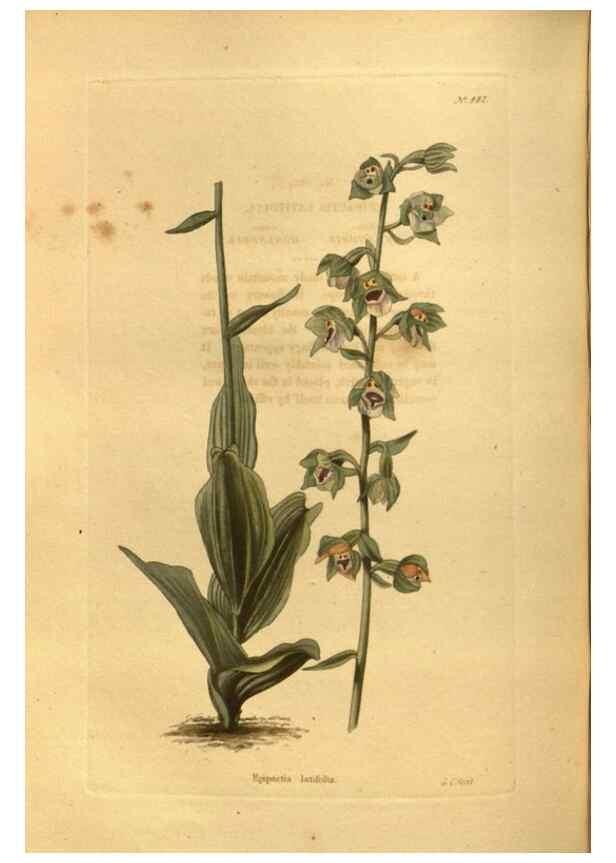 Reproducción/Reproduction 48755209633: The botanical cabinet. London :John & Arthur Arch ...,1817-1833.. 