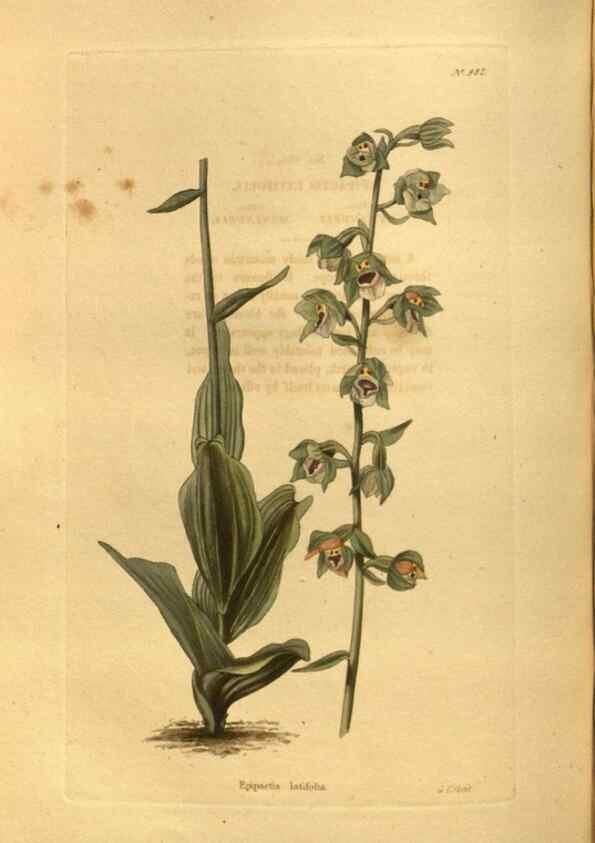 Reproducción/Reproduction 48755209633: The botanical cabinet. London :John & Arthur Arch ...,1817-1833.. 