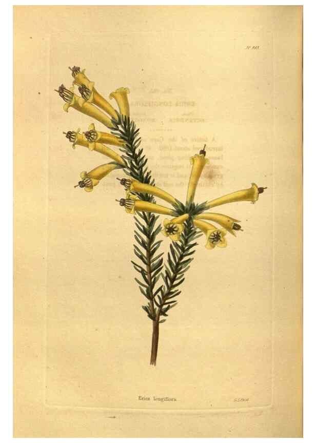 Reproducción/Reproduction 48755529656: The botanical cabinet. London :John & Arthur Arch ...,1817-1833.. 